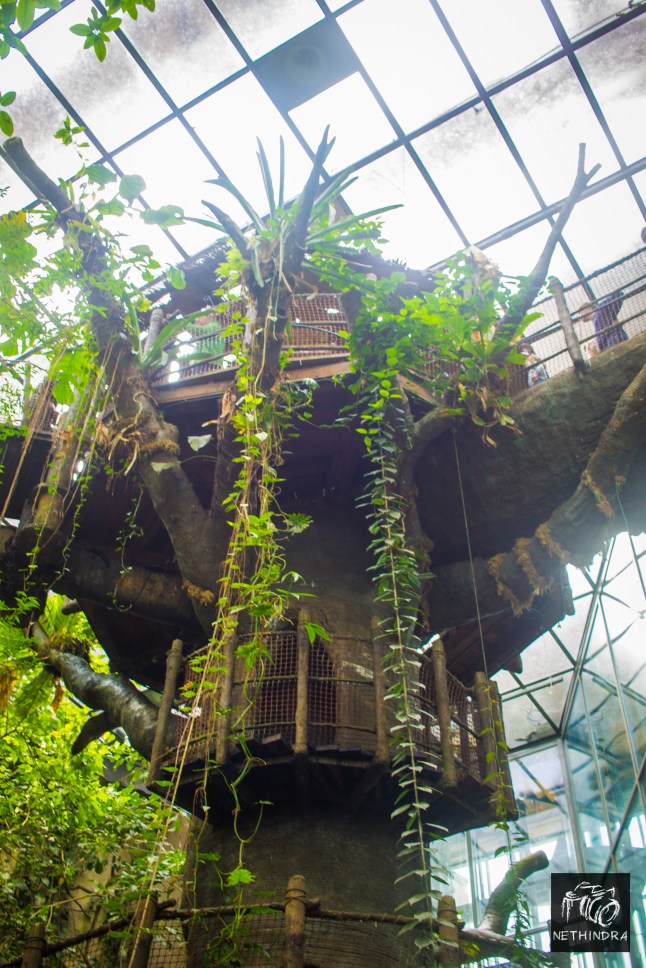 Tree house on the Kapok tree