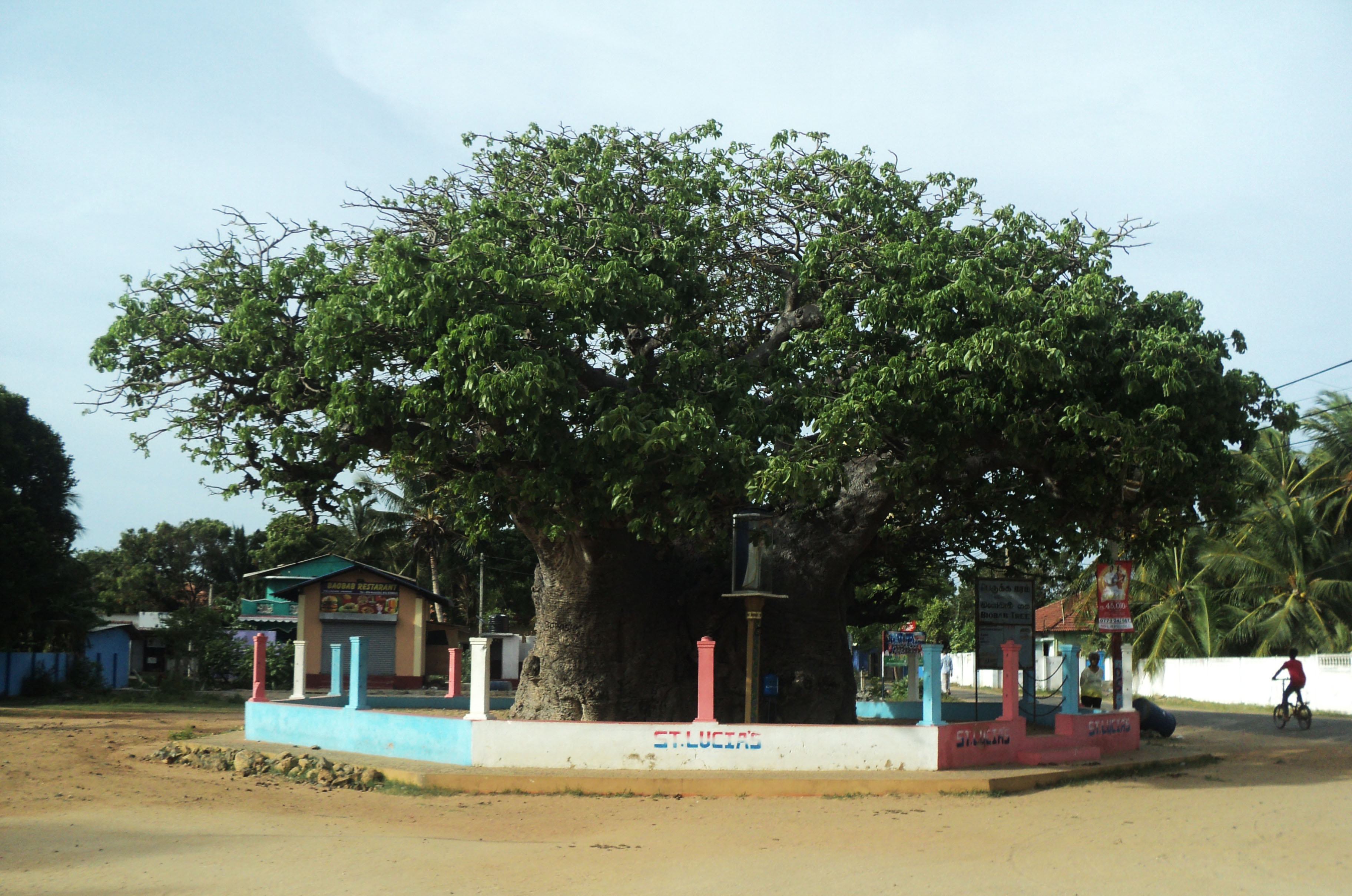 Biobab Tree